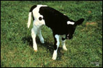 A calf is a young cow or bull. Lymph for vaccines comes from calves. 
