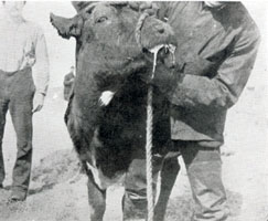 Cow suffering from Foot and Mouth Disease caused by Vaccination.
