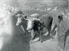 Oxen with Foot and Mouth Disease caused by Vaccination.