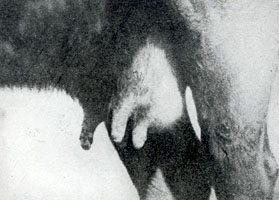 Udder and teats of a cow affected with Foot and Mouth Disease.
