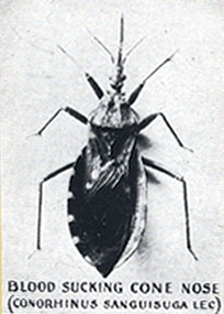 "Chinche volante" or flying bedbug.